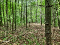 Adirondack River Front Lot in  Hope